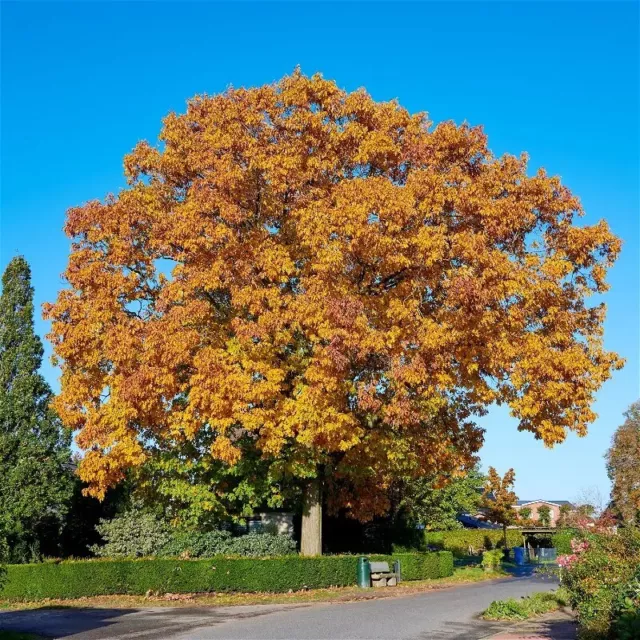 Quercus rubra  -  Amerikanische Roteiche  (Pflanze)