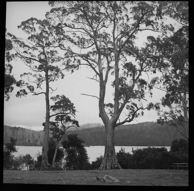 Magic Lantern Slide TREES AROUND LAKE TASMANIA C1949 PHOTO AUSTRALIA