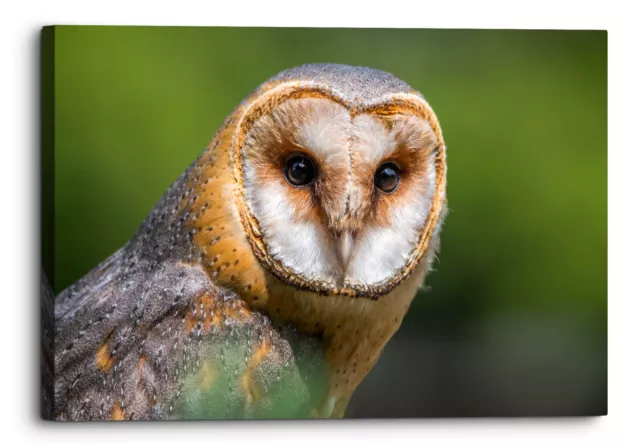 Barn Owl Green Animal Kingdom Bird Canvas Print Wall Art Picture Home Decor