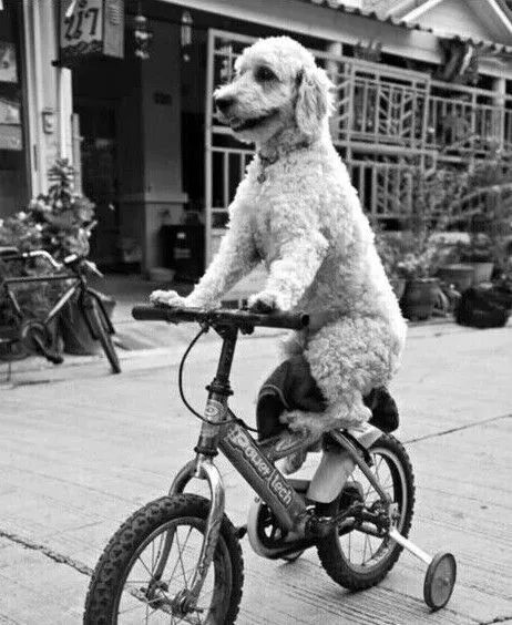 Vintage Cute Dog on Bike Photo 1318b Oddleys Strange & Bizarre
