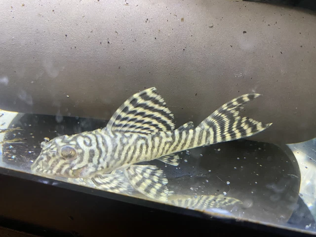 3” L066 King Tiger Pleco (Hypancistrus sp.)