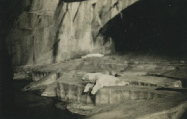 Lot 2 photos, Construction du Zoo de Vincennes, Eléphants