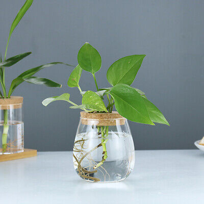 Maceta hidropónica vidrio sin suelo plantación en maceta verde maceta V-H1