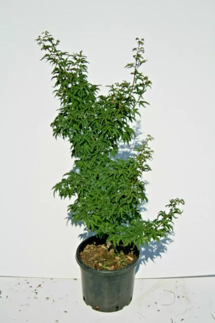 Acer giapponese palmato CRISPIFOLIUM pianta per bonsai o giardino