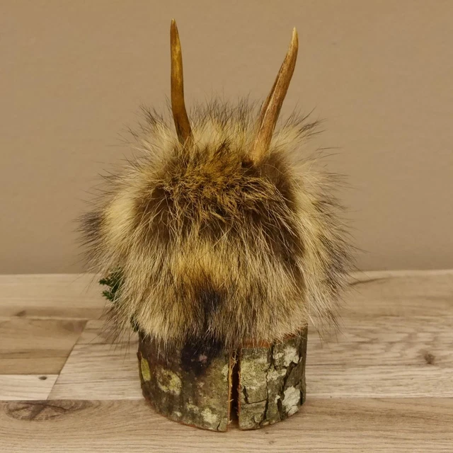 Wolpertinger Preparado Taxidermy Mini Con Edelweiss Y Verce Claro Ojos 86.1.3.45 3