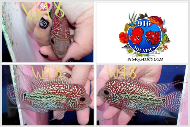 3.5 Inch King Kamfa Live Flowerhorn #W48
