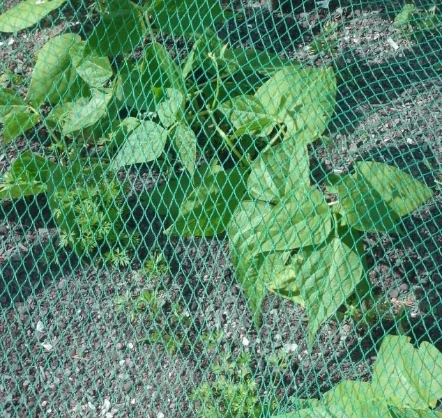 Vogelschutznetz Laubschutznetz Gartennetz 4 x 10m