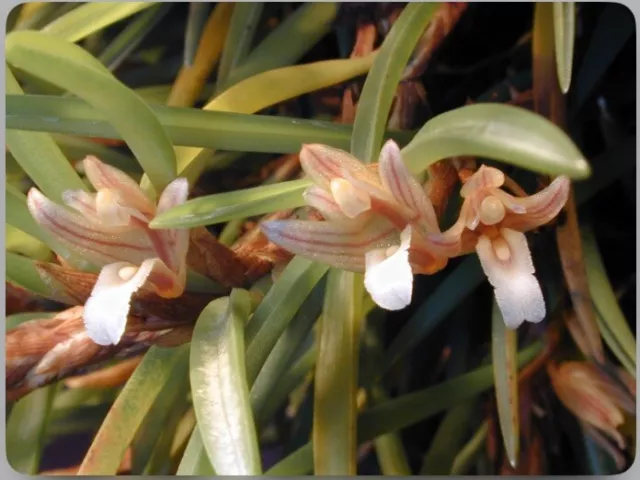 Maxillaria uncata Brown Yellow White Bloom Size Mini Orchid Species 3” Pot