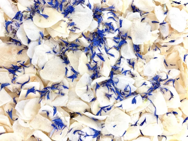 Biodegradable  BLUE WEDDING CONFETTI Dried IVORY FLUTTER FALL Real Petals