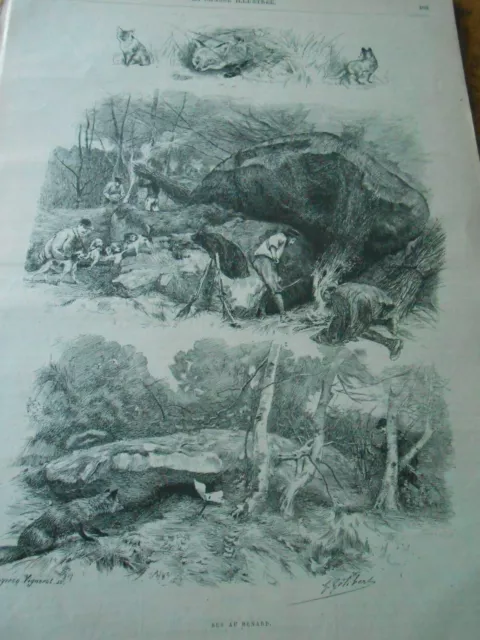 Gravure 1890 - Chasse au Renard