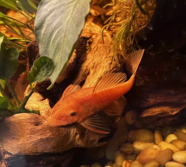 1 Super Red Bristlenose Pleco 1 - 2 inch | Premium Strain | High Color | A+Grade