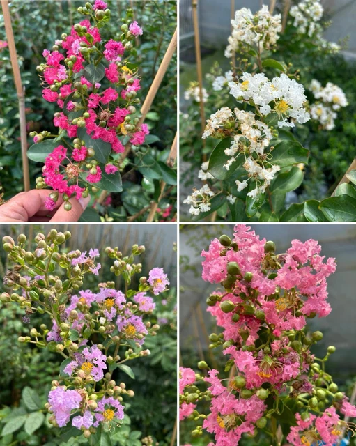 Lagerstroemia Indica 'Powhatan' - Pianta Da Vaso Viola Per Giardino Estivo - Foto 8