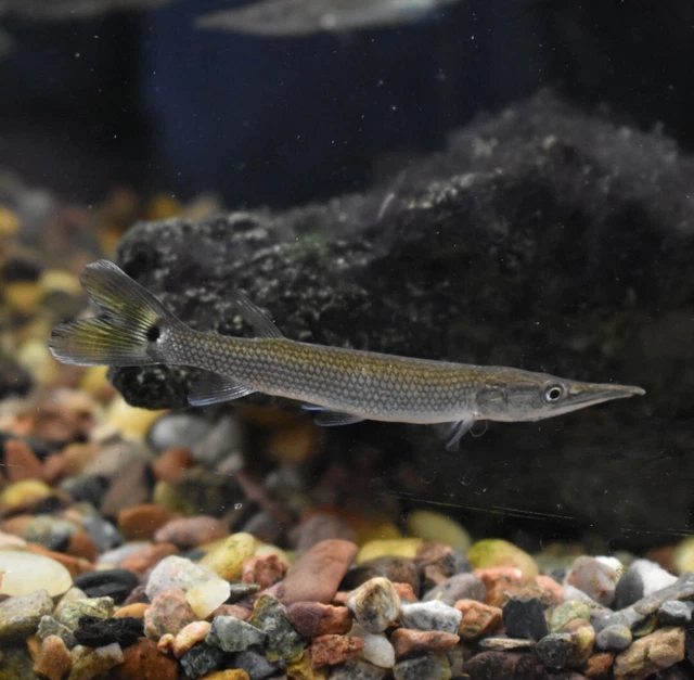 Live Hujeta Rocket Gar (3" Tropical Freshwater Aquarium Fish) *PLS READ DESCR*