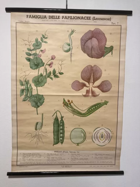 POSTER BOTANICA PARAVIA: PAPILIONACEE 1950 dimensioni 100x70