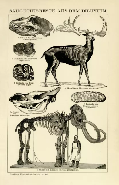Fossilien Diluvium Mammut Riesenhirsch Höhlenbär Bildtafel Holzstich ca. 1892