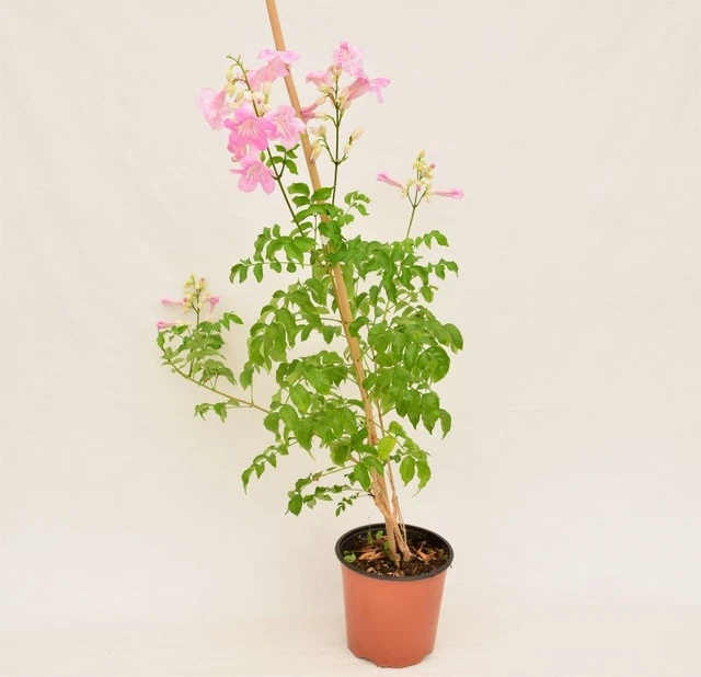 Magnolia Soulangeana In Vaso ø19 Cm - Pianta Da Giardino Con Fiori Rosa Profumati, Altezza 50-70 Cm - Foto 13