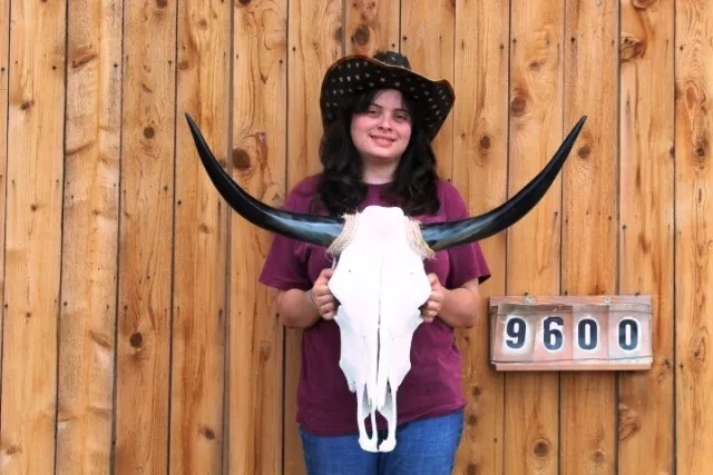Steer Skull Polished Long Horns Mounted Art!! 2' 9" Cow Bull Longhorn H9600