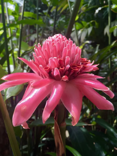 15 graines ROSE DE PORCELAINE ROSE(Etlingera Elatior PINK)P07 TORCH GINGER SEEDS