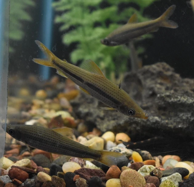 Live Pseudanos Winterbottomi (2.5" Rare Freshwater Fish) *PLS READ DESCR*