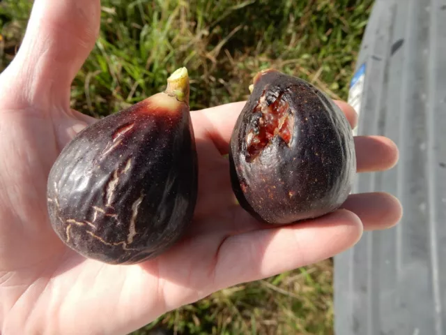 4 x Ronde de Bordeaux Fig cuttings. Early, cold hardy and productive