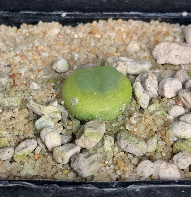Conophytum ratum Onder Namies (MSG2245)
