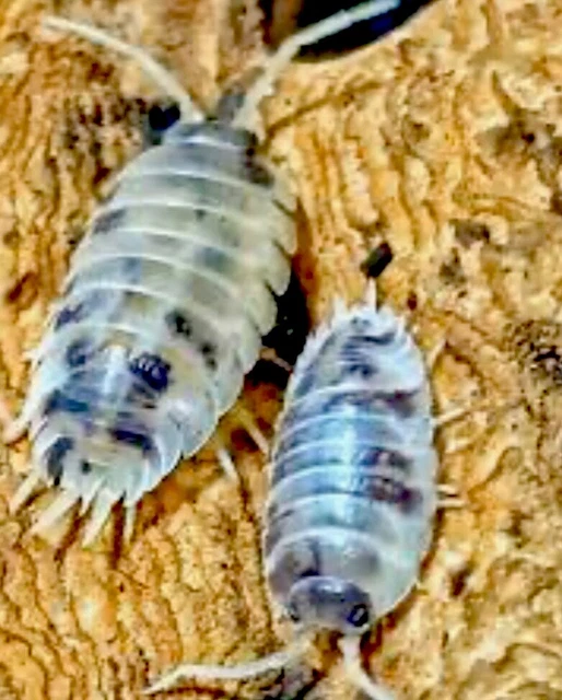 GIANT DAIRY COW Woodlice ‘Porcellio Laevis’ Bioactive Isopods (X20
