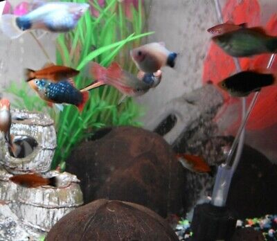 MICKEY MOUSE PLATY Fish Pack of 3 Live Freshwater Livebearer Peaceful Tank Mate