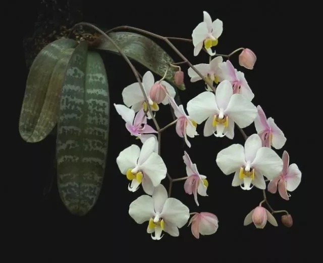 Orchid species Phalaenopsis philippinensis FRAGRANT - BEAUTIFUL LEAF