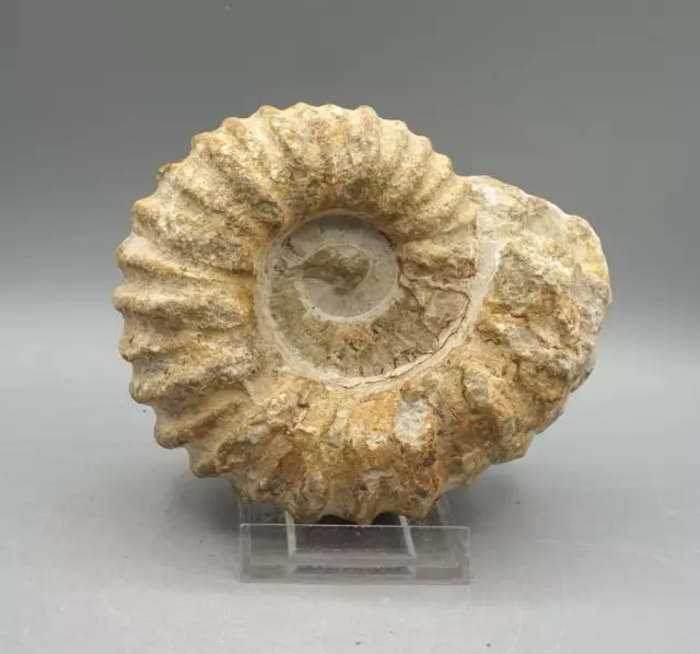 AMMONIT Fossilie Schnecke Oberkreide groß ca 100 Millionen Jahre Marokko a6