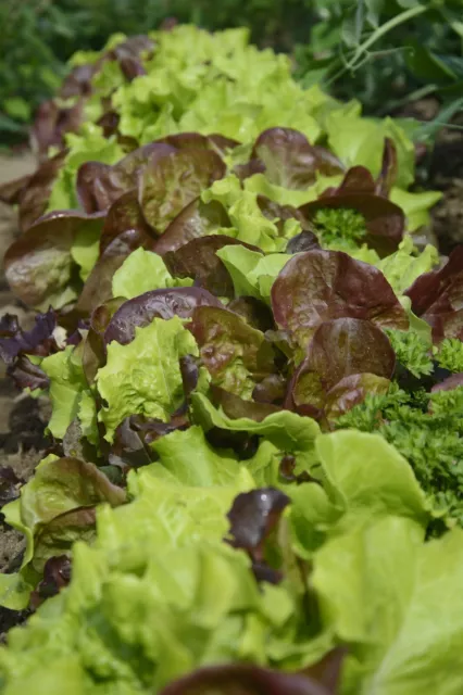 LETTUCE 'Mixed Salad Leaves' 450+ Seeds GOURMET Vegetable Garden