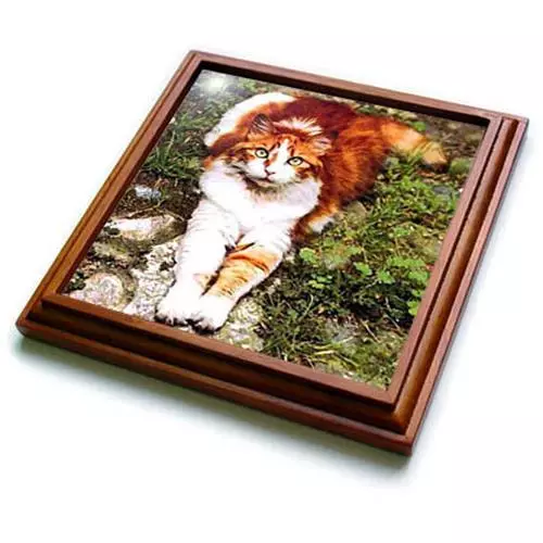 3dRose Orange Cat 8x8 Trivet with 6x6 ceramic tile