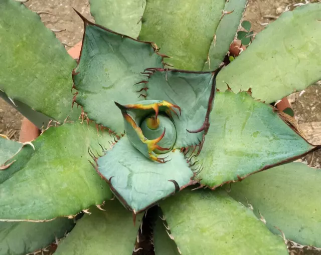 Agave titanota otero F076 Planta joven Suculenta 15-20 cm aprox.