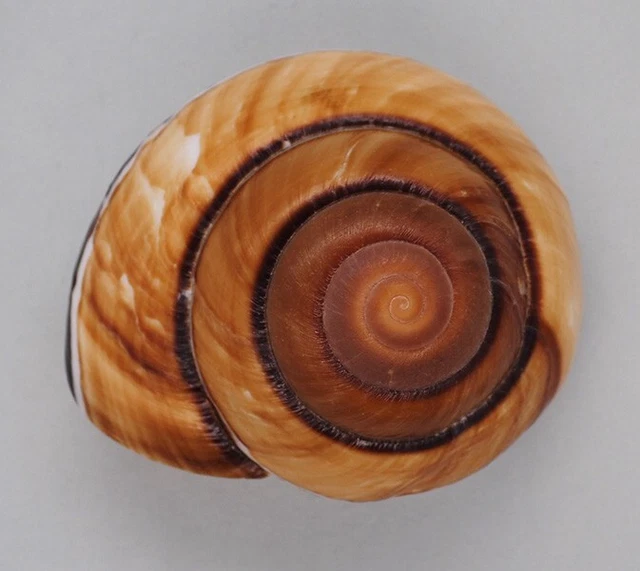 Coquillage de collection : Bertia cambojiensis Rare (73 mm - F++)