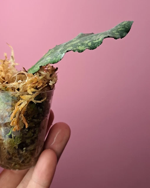 HOYA UNDULATA RARITY rare plant collectible house EUR 80,63 PicClick FR