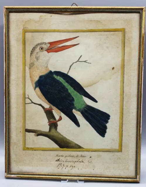 Original Kupferstich Vogel Comte de Buffon Histoire naturelle um 1775