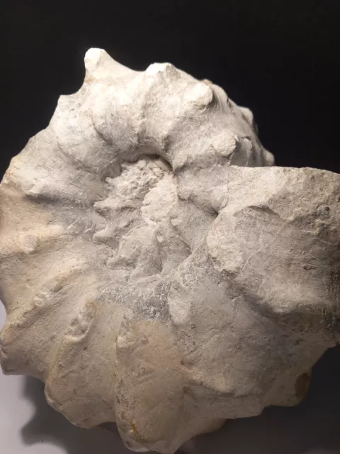 Ammonite Acanthoceras du Cenomanien du Cap Blanc Nez