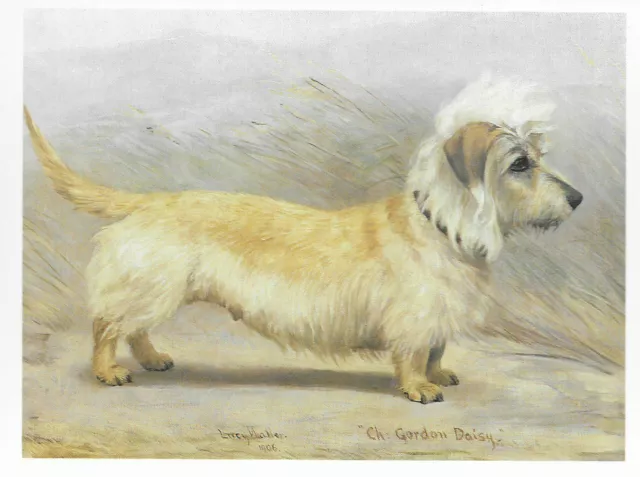 Dandie Dinmont Terrier - Color Postcard Dog Art Print - Matted