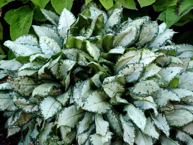 Pulmonaria 'Moonshine' 9cm pot - semi-evergreen silver-grey leaves