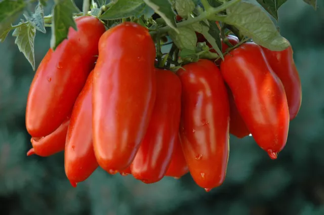 Tomato San Marzano - 5+ seeds - DELICATE! P 100