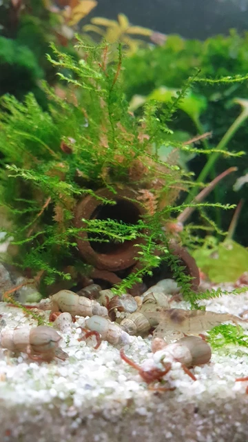 Aquarium Pflanze, 'Weeping Moos ' auf Tonröhren aufgebunden, Wasserpflanzen