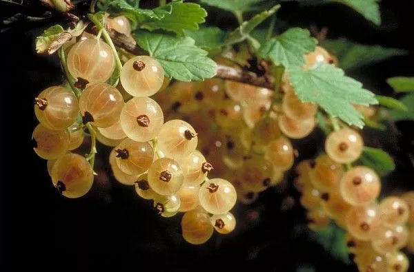 5 graines GROSEILLE VERSAILLAISE BLANCHE (Ribes Rubrum)H456 WHITE CURRANT SEEDS