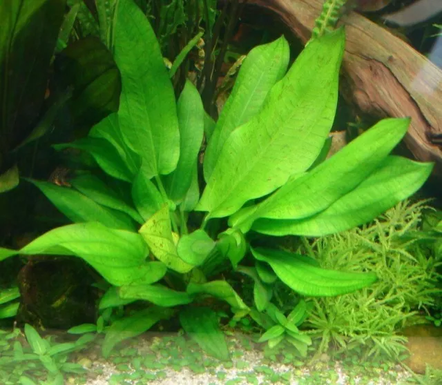 petite echinodorus avant plan nano  plante aquarium facile