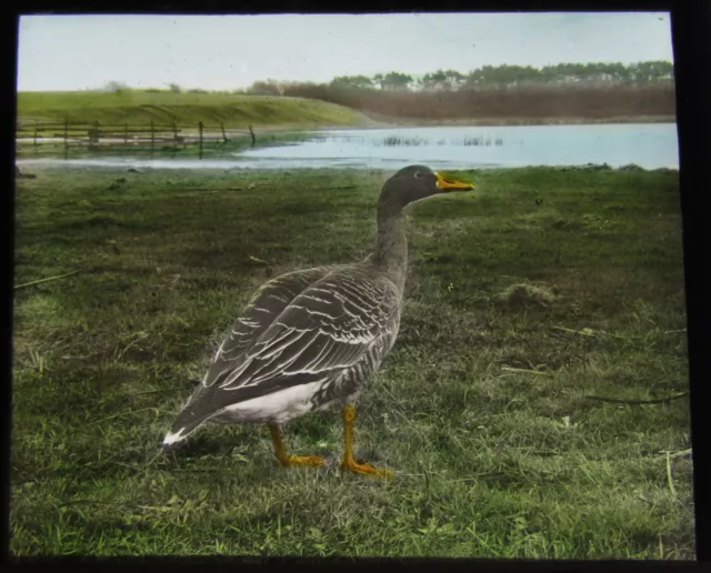 Glass Magic Lantern Slide BIRDS OF EUROPE NO67 C1910 ORNITHOLOGY PHOTO GOOSE