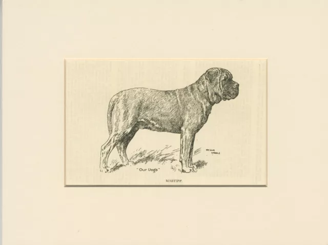 MASTIFF ANTIQUE 1912 DOG ART PRINT by ARTHUR WARDLE READY MOUNTED