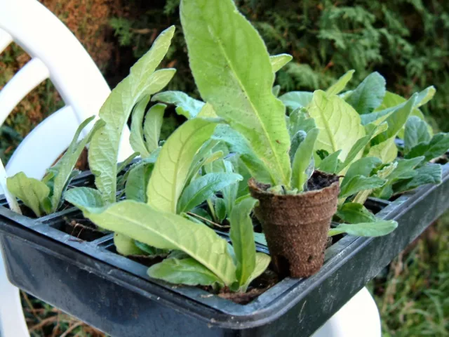 Streptocarpus Dracula 3