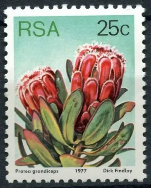 South Africa 1977-82 SG#426 25c Proteas, Plants Definitive MNH P12.5 #E8988