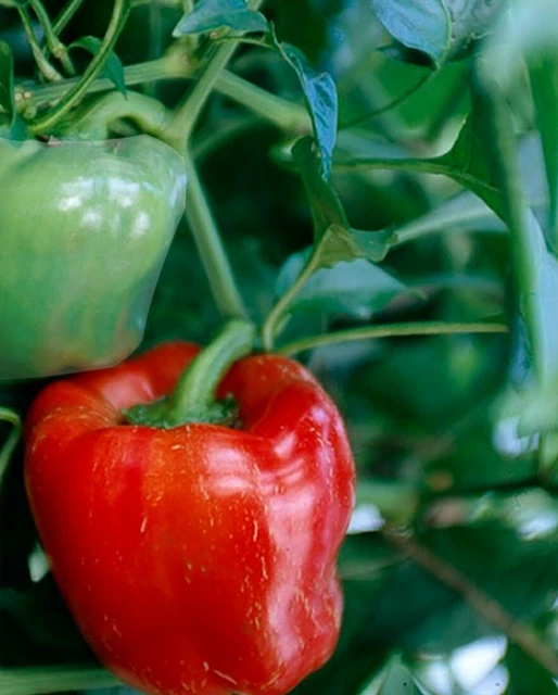 PEPPER SWEET BELL Boy F1 x 1 plug plants seedling red fleshy thick