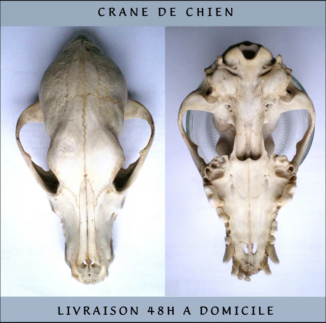 Renard Taxidermie Cabinet de Curiosité Science Collection Dé