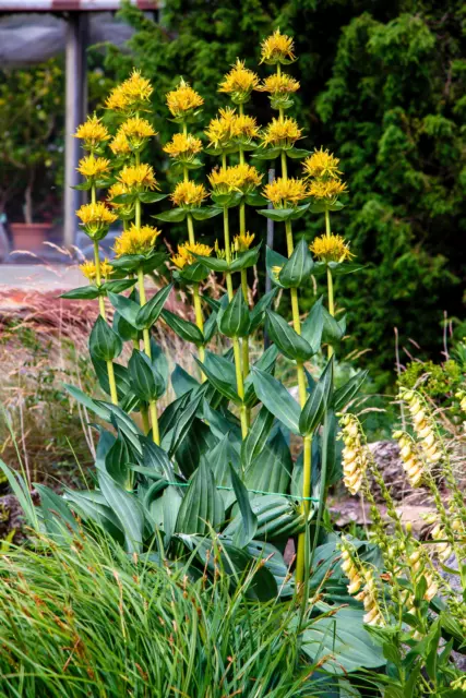 30 GREAT YELLOW GENTIAN Gentiana Lutea Herb Flower Seeds