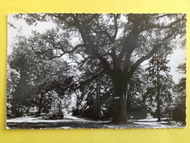cpsm FRANCE 91 - SOISY sur SEINE Quincy sous Sénard Le OAK PRIOR TREE TREE